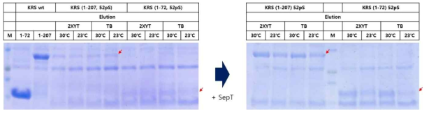 추가적인 SepT 도입으로 인한 인산화 KRS 단백질 발현량의 증가