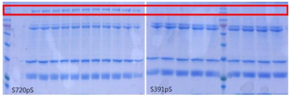 LRS S720pS와 S391pS 발현