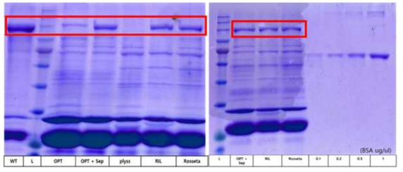 SepT와 strain을 이용한 발현량 증대
