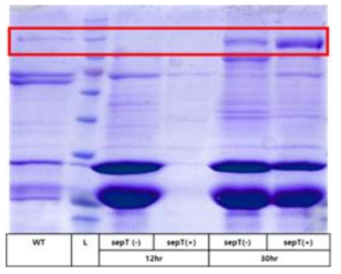 발현 시간과 SepT를 이용한 발현량 증대