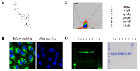 형광물질 개발 및 펩타드이 탐색 (A) SFP2 의 구조 (B) 염료의 유입과 방출 실험 (C) SFP2에 대한 펩타이드 어레이 스크리닝 (D) 선별된 펩타이드를 통한 in vitro 실험