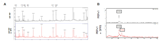 (A) GST-PEP1과 GST-PEP1 + SFP2의 in-gel tryptic digestion. (B) Ubiquitin - PEP1 과 Ubiquitin - PEP1 + SFP2 의 전체 단백질