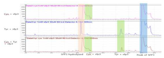 시스테인이 있는 조건에서 타이로신 라벨링 테스트