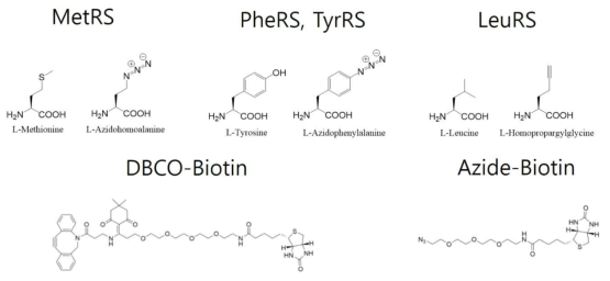 실험에 사용한 aaRS의 기질과 surrogate clickable UAA 및 biotin reagent의 구조