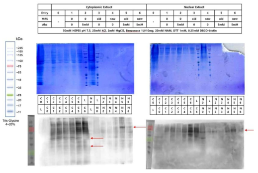 MetRS와 HEK293T cell lysate 혼합물의 Western blot 결과