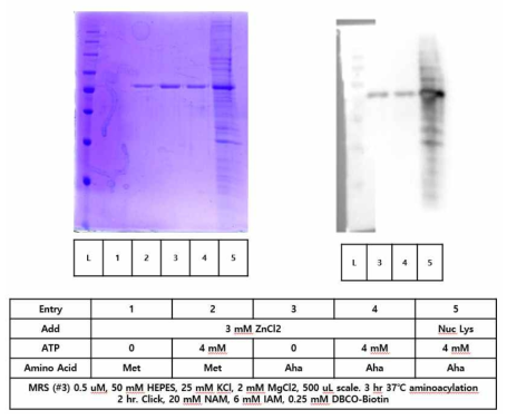 MetRS band가 nuclear lysate에서 검출된 Western blot 결과