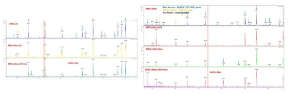 MetRS wt 및 MetRS K420A의 MALDI-TOF mass spectra