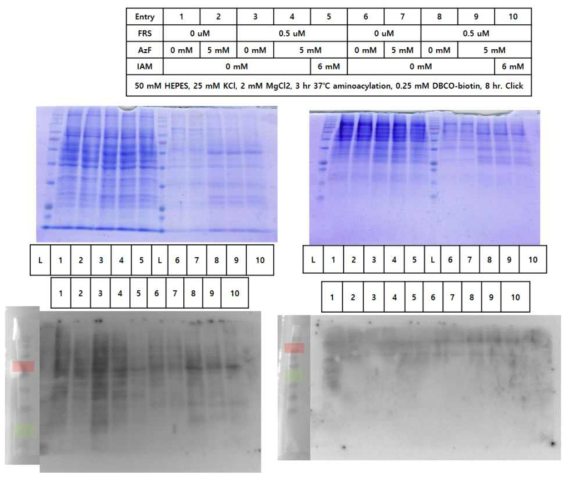 PheRS mut 발현 및 AzF incorporation test using western blot