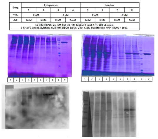 TyrRS AzF incorporation test using western blot