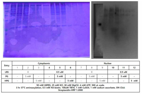 LeuRS mut 발현 및 UAA incorporation test using western blot