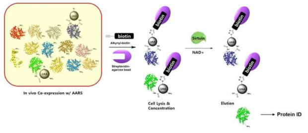 In vivo aminoacylation test의 도해