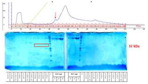 Recombinant Human SIRT3 (102-399)의 정제