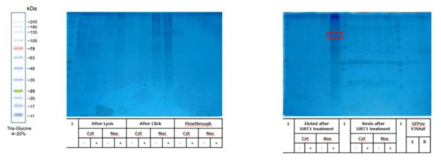 MRS 과발현을 통한 in vivo aminoacylation test