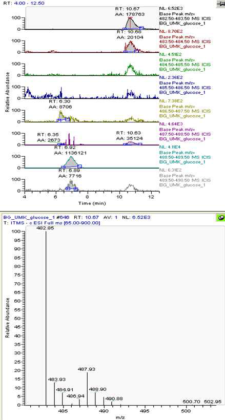 13C glucose에 의해 labeling된 UTP (483 m/z)와 그 것의 isotopomer들