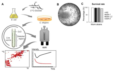 C.elegans를 이용한 in vivo flux 의 NMR 분석방법. A) In-organism NMR 설명도. B) NMR 실험 후 살아있는 C.elegans들. C) 실험 후 각 실험군의 survival rate