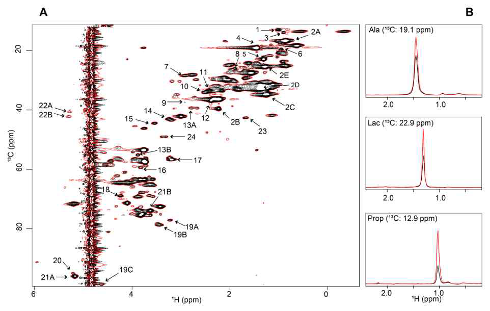 살아있는 C.elegans의 2D 1H-13C HMQC NMR 스펙트럼. A) 첫 시간 point (검은색) vs 마지막 시간 point (빨간색) NMR 스팩트럼 비교. B) Alanine, lactate, propionate의 1D 투영 스팩트럼