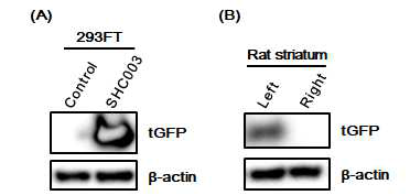 Rat brain (striatum)의 tGFP 발현을 western blotting으로 검증