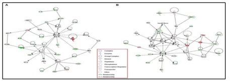 대조군과 급성 중독군 간의 발현 변화된 유전자의 네트워크 비교