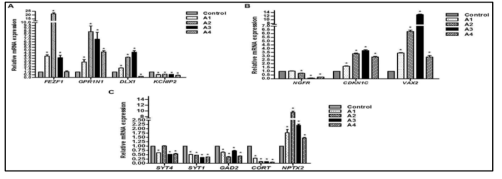 RNA-Seq 결과에서 선별된 메스암페타민 투여 연령에 따라 발현 변화되는 유전자들의 검증