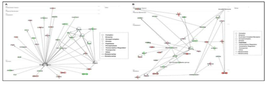 발현 변화된 유전자 간의 상호 연관 네트워크(코카인 vs. 대조군)