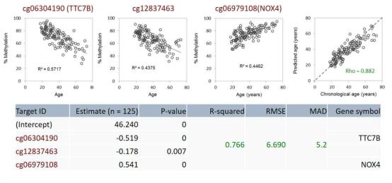 Correlations between predicted ages and chronological ages of the age-predictive model that was retrained with 125 semen samples. Age correlation of the 3 CpG sites (cg06304190, cg12837463 and cg06979108) and predicted versus chronological ages of 125 semen samples. The MAD from chronological age was 5.2 years (RMSE = 6.690)