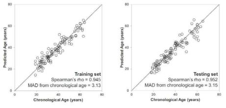 Predicted versus chronological ages of a training set of 113 saliva samples and a testing set consisting of 113 saliva samples
