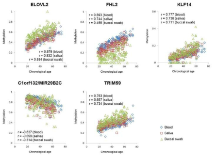 DNA methylation of 5 CpGs of the ELOVL2, FHL2, KLF14, C1orf132, TRIM59 genes in 150 blood, 150 saliva and 148 buccal swab samples