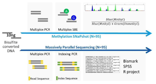 Work flow of SNaPshot and MPS for DNA methylation analysis of saliva samples