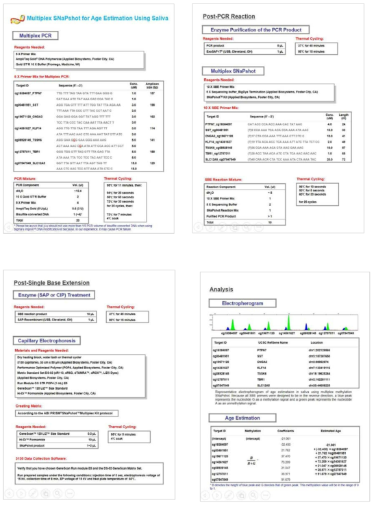 Protocol for SNaPshot multiplex for age prediction of saliva