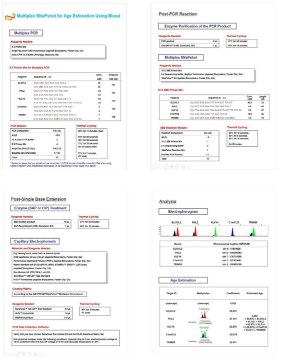 Protocol for SNaPshot multiplex for age prediction of blood, saliva and buccal swab samples