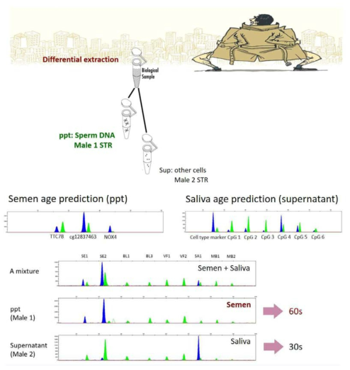 Body fluid identification and age prediction of casework samples from obscene acts