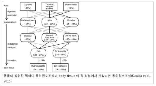 동물이 섭취한 먹이의 동위원소조성과 body tissue의 각 성분에서 관찰되는 동위원소조성