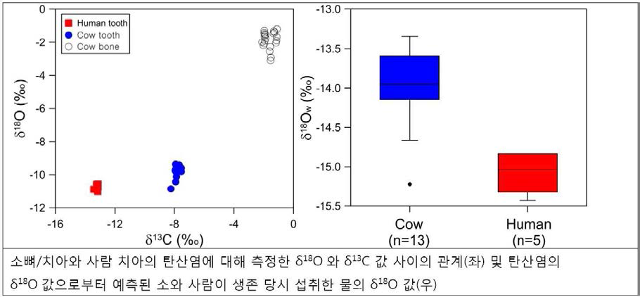 소뼈/치아와 사람 치아의 탄산염에 대해 측정한 δ18O와 δ13C 값 사이의 관계(좌) 및 탄산염의 δ18O값으로부터 예측된 소와 사람이 생존 당시 섭취한 물의 δ18O 값(우)