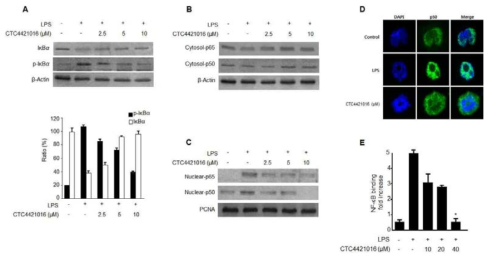 The effects of compound 8 (CTC4421016; cudraflavanone D) on IκB-α phosphorylation and degradation (A), NF-κB activation (B, C), immunofluorescence for NF-κB localization (D) and NF-κB DNA binding activity (E) in BV2 microglia. Cells were pre-treated for 3 h with the indicated concentrations of compound 8, and stimulated for 1 h with LPS (1 μg/mL). The data represent the mean values ± SD of 3 experiments. *p < 0.05 compared with the group treated with LPS