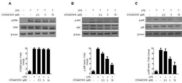 Effects of compound 8 (CTC4421016; cudraflavanone D) on ERK, JNK, and p38 MAPK phosphorylation and protein expression. Cells were pre-treated for 3 h with the indicated concentrations of compound 8 and stimulated for 30 min with LPS (1 μg/mL) (A, B, and C). The levels of (A) phosphorylated-ERK (p-ERK), (B) phosphorylated-JNK (p-JNK), and (C) phosphorylated-p38 MAPK (p-p38 MAPK) were determined by western blotting. Representative blots from three independent experiments with similar results and densitometric evaluations are shown. Data shown represent the mean values of three experiments ± S.D. *p < 0.05 compared to the group treated with LPS alone
