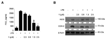 The effects of cudratricusxanthone A (1) on the PGE2 production (A) and protein expression of iNOS and COX-2 (B) in BV2 microglia stimulated with LPS. Cells were pretreated for 3 h with the indicated concentrations of cudratricusxanthone A (1) and then stimulated for 24 h with LPS (1 μg/mL). The LPS treatment was performed in the presence. The data represent the mean values of 3 experiments ± SD. *p < 0.05 compared with the group treated with LPS