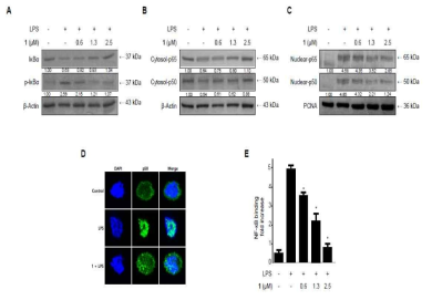 The effects of cudratricusxanthone A (1) on IκB-α phosphorylation and degradation (A), NF-κ B activation (B, C), immunofluorescence for NF-κB localization (D) and NF-κB DNA binding activity (E) in BV2 microglia. Cells were pre-treated for 3 h with the indicated concentrations of cudratricusxanthone A (1), and stimulated for 1 h with LPS (1 μg/mL). The data represent the mean values ± SD of 3 experiments. *p < 0.05 compared with the group treated with LPS