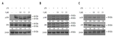 Effects of cudratricusxanthone A (1) on ERK, JNK, and p38 MAPK phosphorylation and protein expression. Cells were pre-treated for 3 h with the indicated concentrations of cudraflavone D and stimulated for 30 min with LPS (1 μg/mL) (A, B, and C). The levels of (A) phosphorylated-ERK (p-ERK), (B) phosphorylated-JNK (p-JNK), and (C) phosphorylated-p38 MAPK (p-p38 MAPK) were determined by Western blotting. Representative blots from three independent experiments with similar results and densitometric evaluations are shown