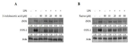 The effects of 3-indoleacetic acid and flazine on the protein expression of iNOS and COX-2 in LPS-induced BV2 cells. Cells were pretreated with 3-indoleacetic acid and flazine (10–80 μM) for 3 h and then incubated with 1 μg/ml LPS for 24 h. Western blot analyses were performed and representative blots of three independent experiments are shown. Band intensity was quantified by densitometry and normalized to actin, and the values are presented at the bottom of the each band