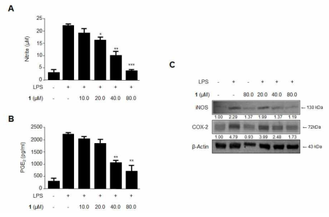 The effects of steppogenin (1) on the PGE2 production (A) and protein expression of iNOS and COX-2 (B) in BV2 microglia stimulated with LPS. Cells were pretreated for 3 h with the indicated concentrations of 1 and then stimulated for 24 h with LPS (1 μg/mL). The LPS treatment was performed in the presence. The data represent the mean values of 3 experiments ± SD. *p < 0.05 compared with the group treated with LPS