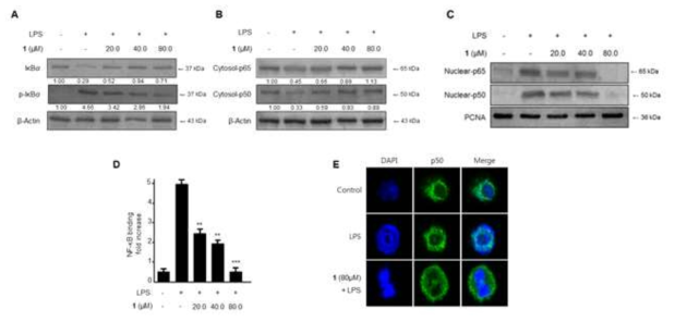 The effects of steppogenin (1) on IκB-α phosphorylation and degradation (A), NF-κB activation (B, C), NF-κB DNA binding activity (E), and immunofluorescence for NF-κB localization (E) in BV2 microglia. Cells were pre-treated for 3 h with the indicated concentrations of steppogenin (1), and stimulated for 1 h with LPS (1 μg/mL). The data represent the mean values ± SD of 3 experiments. *p < 0.05 compared with the group treated with LPS