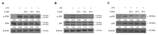 Effects of steppogenin (1) on ERK, JNK, and p38 MAPK phosphorylation and protein expression. Cells were pre-treated for 3 h with the indicated concentrations of cudraflavone D and stimulated for 30 min with LPS (1 μg/mL) (A, B, and C). The levels of (A) phosphorylated-ERK (p-ERK), (B) phosphorylated-JNK (p-JNK), and (C) phosphorylated-p38 MAPK (p-p38 MAPK) were determined by Western blotting. Representative blots from three independent experiments with similar results and densitometric evaluations are shown