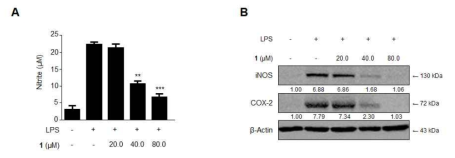 The effects of steppogenin (1) on the nitrite production (A) and protein expression of iNOS and COX-2 (B) in primary microglial cells stimulated with LPS. Cells were pretreated for 3 h with the indicated concentrations of 1 and then stimulated for 24 h with LPS (1 μg/mL). The LPS treatment was performed in the presence. The data represent the mean values of 3 experiments ± SD. *p < 0.05 compared with the group treated with LPS
