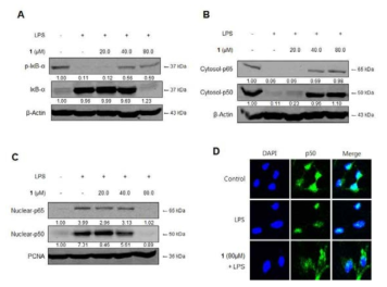 The effects of steppogenin (1) on IκB-α phosphorylation and degradation (A), NF-κB activation (B, C), and immunofluorescence for NF-κB localization (D) in primary microglial cells. Cells were pre-treated for 3 h with the indicated concentrations of steppogenin (1), and stimulated for 1 h with LPS (1 μg/mL). The data represent the mean values ± SD of 3 experiments. *p < 0.05 compared with the group treated with LPS
