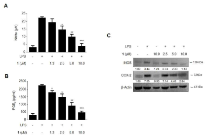 The effects of cudratricusxanthone L (1) on the PGE2 production (A) and protein expression of iNOS and COX-2 (B) in BV2 microglia stimulated with LPS. Cells were pretreated for 3 h with the indicated concentrations of 1 and then stimulated for 24 h with LPS (1 μg/mL). The LPS treatment was performed in the presence. The data represent the mean values of 3 experiments ± SD. *p < 0.05 compared with the group treated with LPS