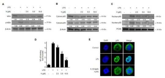 The effects of cudratricusxanthone L (1) on IκB-α phosphorylation and degradation (A), NF-κ B activation (B, C), NF-κB DNA binding activity (E), and immunofluorescence for NF-κB localization (E) in BV2 microglia. Cells were pre-treated for 3 h with the indicated concentrations of cudratricusxanthone L (1), and stimulated for 1 h with LPS (1 μg/mL). The data represent the mean values ± SD of 3 experiments. *p < 0.05 compared with the group treated with LPS