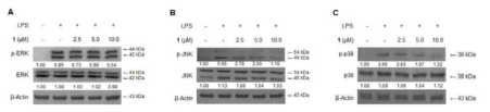 Effects of cudratricusxanthone L (1) on ERK, JNK, and p38 MAPK phosphorylation and protein expression. Cells were pre-treated for 3 h with the indicated concentrations of cudraflavone D and stimulated for 30 min with LPS (1 μg/mL) (A, B, and C). The levels of (A) phosphorylated-ERK (p-ERK), (B) phosphorylated-JNK (p-JNK), and (C) phosphorylated-p38 MAPK (p-p38 MAPK) were determined by Western blotting. Representative blots from three independent experiments with similar results and densitometric evaluations are shown