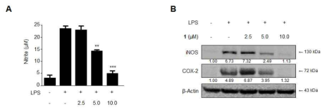 The effects of cudratricusxanthone L (1) on the nitrite production (A) and protein expression of iNOS and COX-2 (B) in primary microglial cells stimulated with LPS. Cells were pretreated for 3 h with the indicated concentrations of 1 and then stimulated for 24 h with LPS (1 μg/mL). The LPS treatment was performed in the presence. The data represent the mean values of 3 experiments ± SD. *p < 0.05 compared with the group treated with LPS