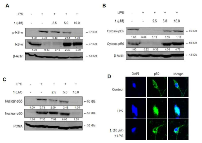 The effects of cudratricusxanthone L (1) on IκB-α phosphorylation and degradation (A), NF-κ B activation (B, C), and immunofluorescence for NF-κB localization (D) in primary microglial cells. Cells were pre-treated for 3 h with the indicated concentrations of cudratricusxanthone L (1), and stimulated for 1 h with LPS (1 μg/mL). The data represent the mean values ± SD of 3 experiments. *p < 0.05 compared with the group treated with LPS