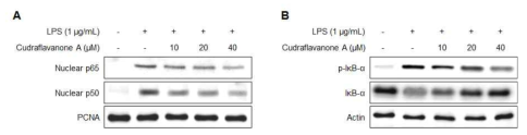 Effect of cudraflavanone A on the LPS-induced activation of NF-κB in BV2 cells. Cells were pre-treated with the indicated concentrations of cudraflavanoen A for 3 h and then stimulated with LPS (1 μg/mL) for 1 h. Nuclear and cytosolic extracts were isolated and the levels of p65 and p50 in the nuclear fraction and p-IκB-α and IκB-α in the cytosolic fraction were determined by Western blot analysis. PCNA and actin were used as internal controls. The experiment was repeated three times, and similar results were obtained